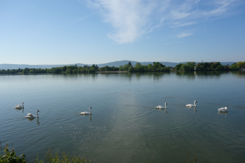 labutě na Dunaji