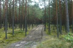cesta do lesa